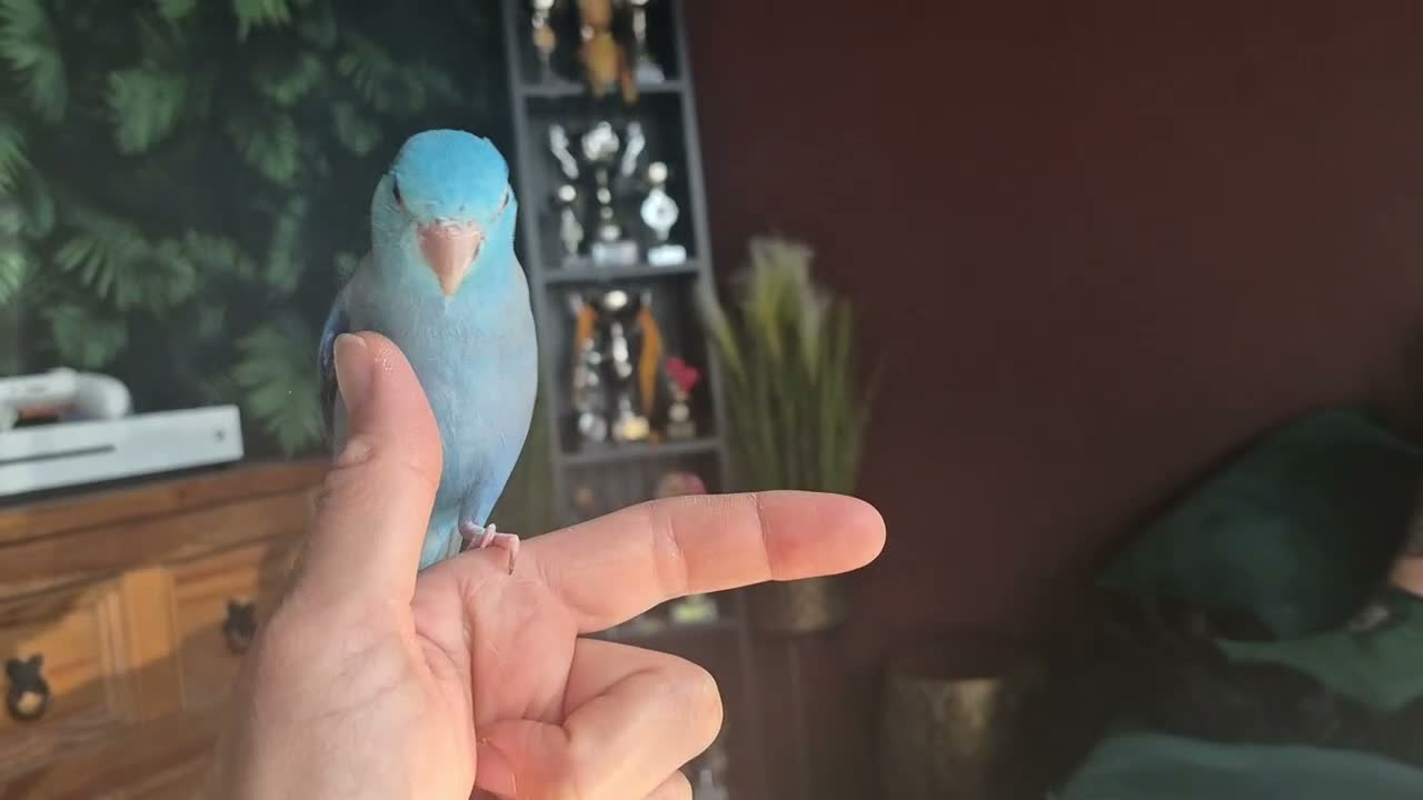 Parrots birds for sale: Parrotlet Male - Video 2