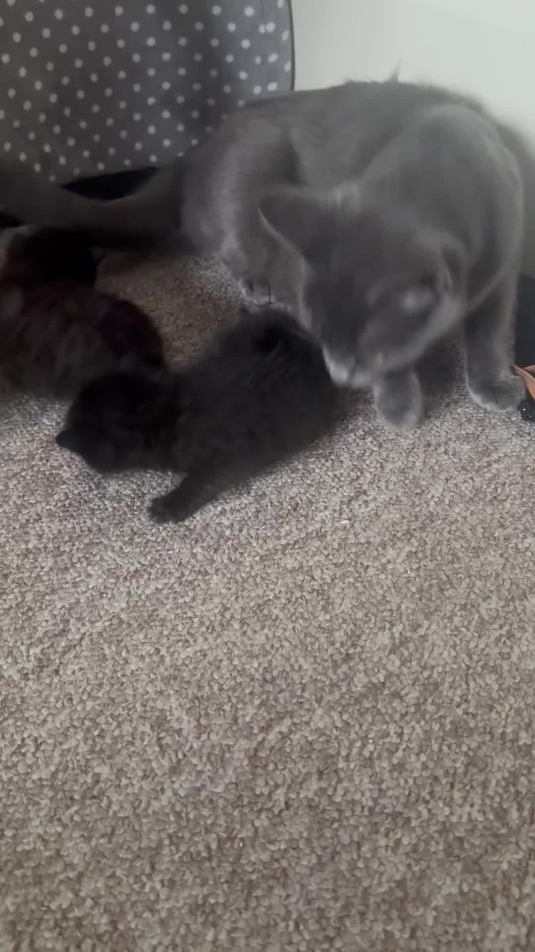 Mixed Breed cats for sale: 2 Kittens for Sale - Video 1