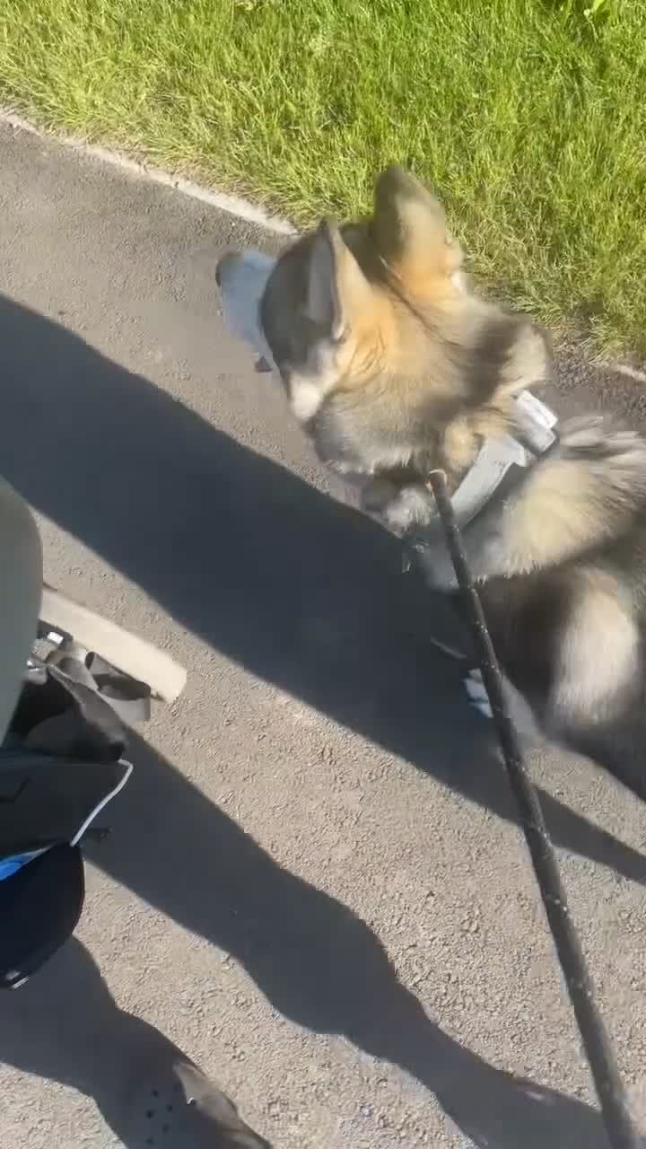 Siberian Husky dogs for sale: Siberian husky  - Video 1