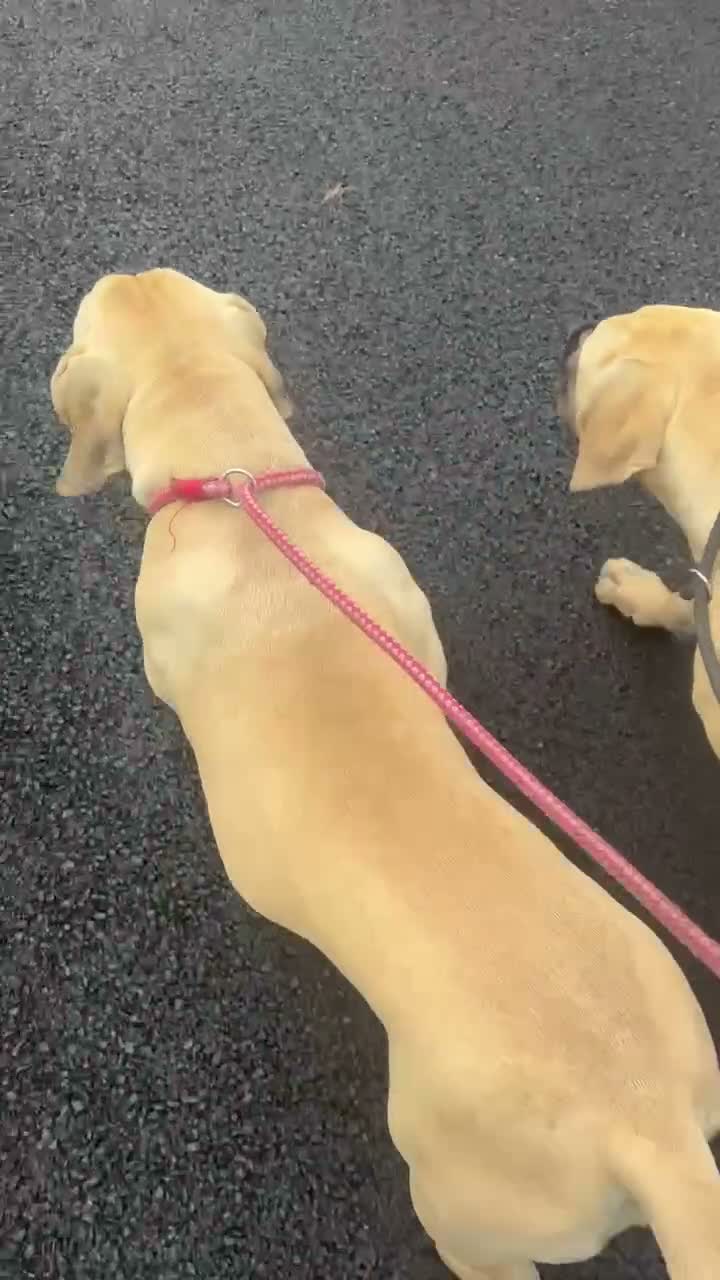 Boerboel dogs for sale: Aggie very very sad sale  in Wingate - Video 1
