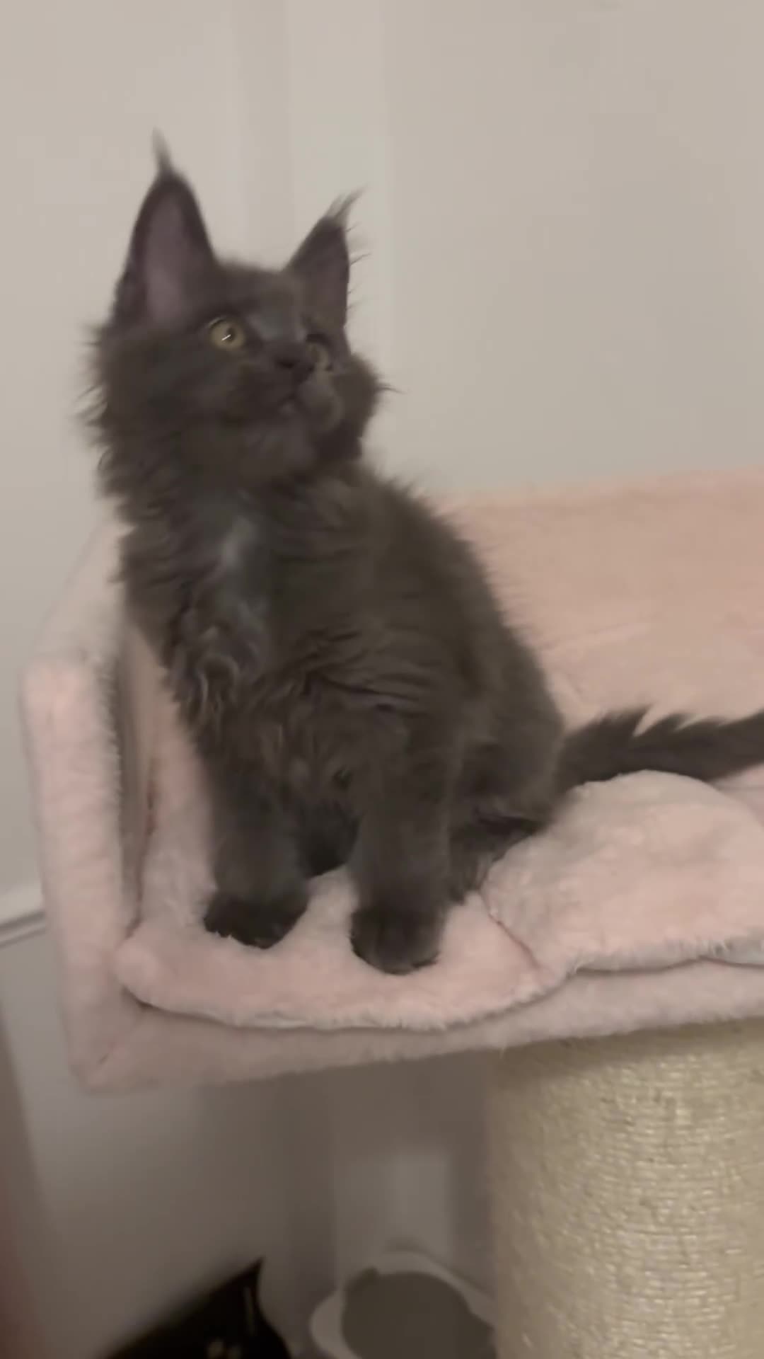 Maine Coon cats for sale: Stunning Maine Coon Kittens  - Video 2