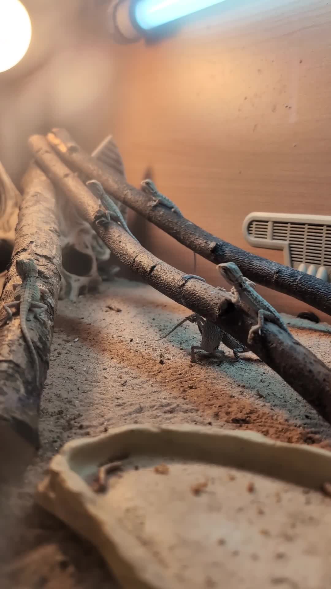 Bearded Dragon reptiles for sale: Baby Bearded Dragons  - Video 1
