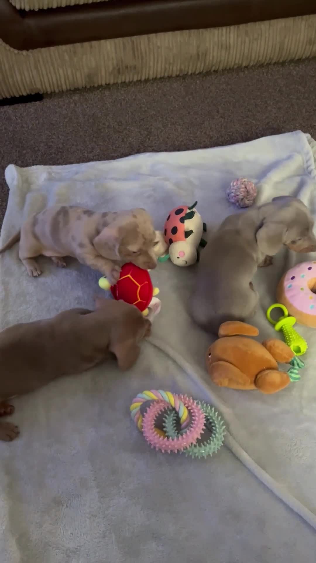 Miniature Dachshund dogs for sale: Beautiful miniature dachshunds  - Video 1