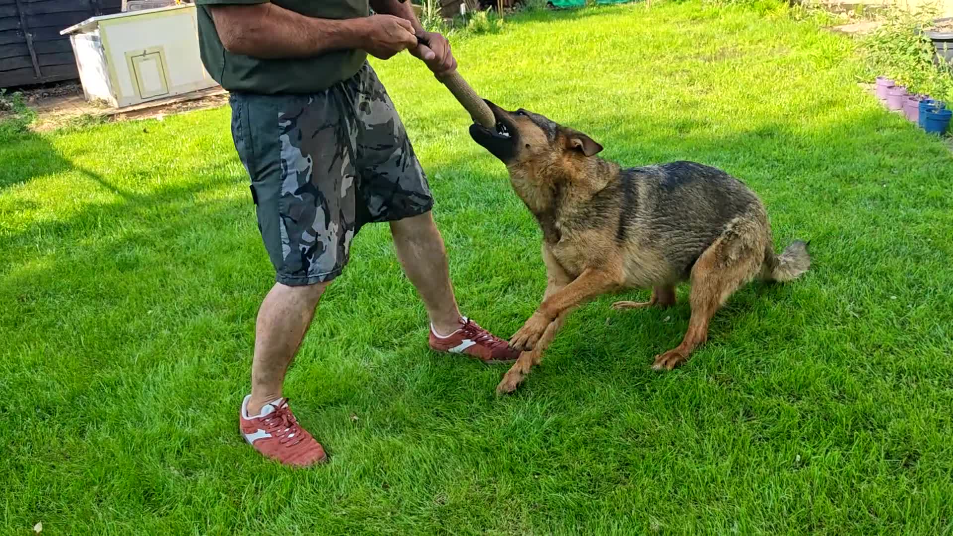 German Shepherd dogs for sale: German shepherd Female 2 Years old  - Video 2