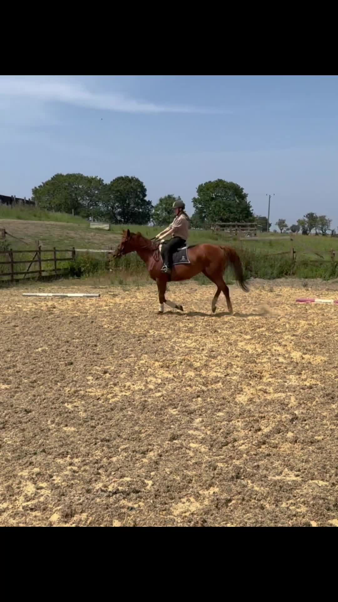 Irish Thoroughbred horses for sale: 15.3hh Irish tb gelding  - Video 3