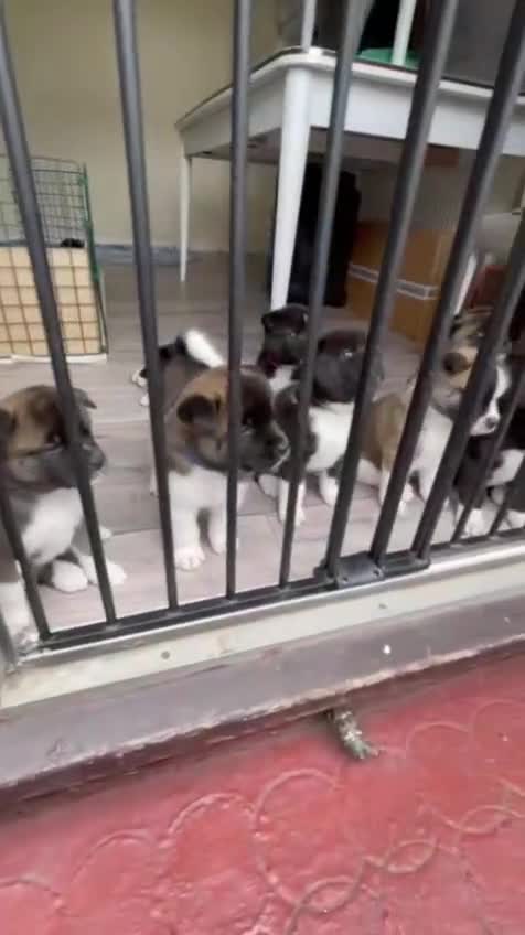Akita dogs for stud: Pasha The Akita for Stud - Video 2