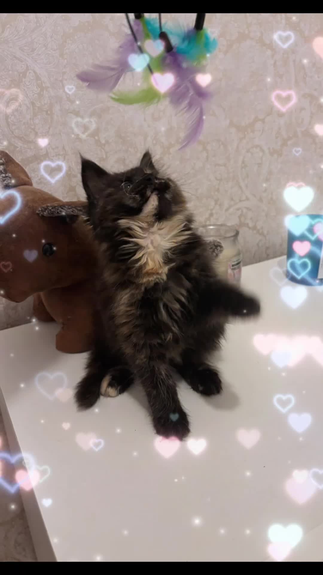 Maine Coon cats for sale: Maine Coon Kitten 🐾 LAST CHANCE – £850 🐾  - Video 1