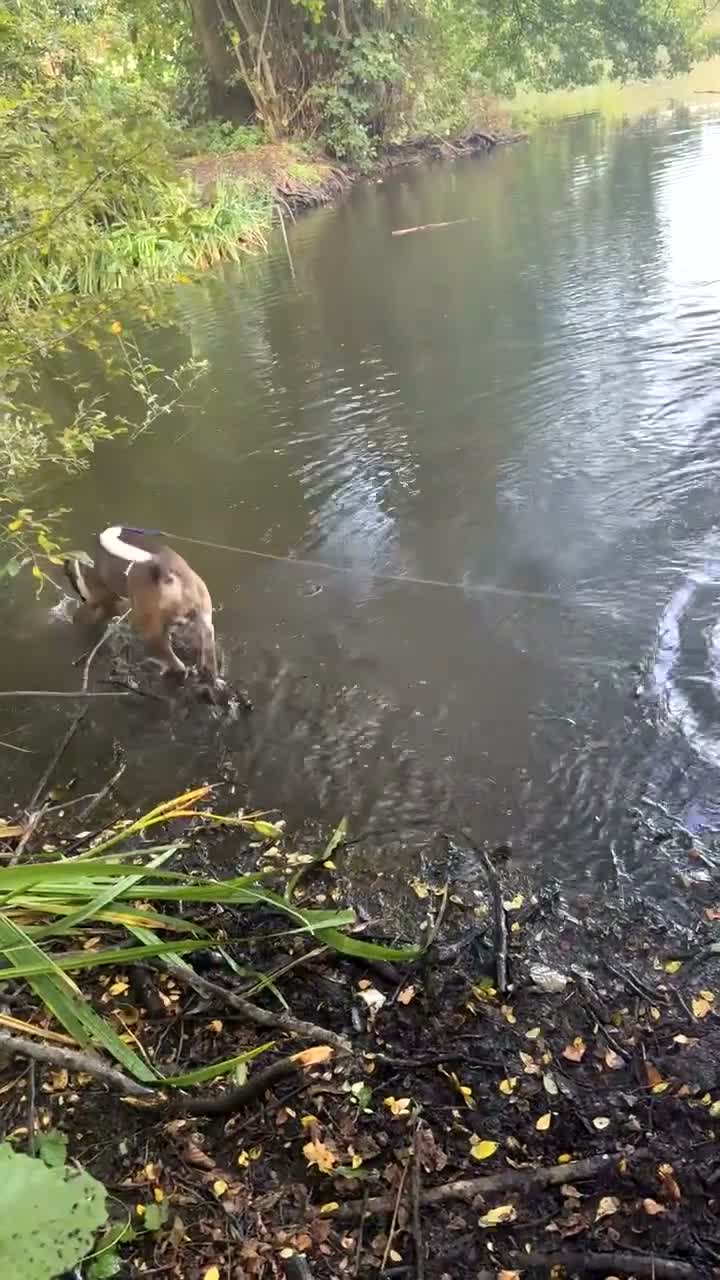 Mixed Breed dogs for sale: Kash looking for his forever home🏡❤️ - Video 1