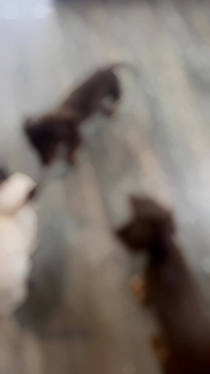 Miniature Dachshund dogs for sale: Last Longhaired miniature dachshund boy  - Video 2