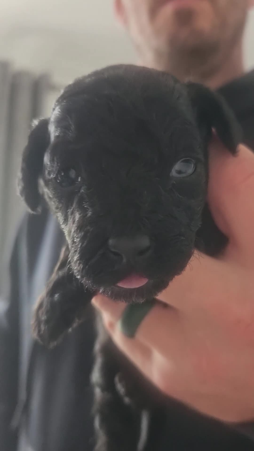 Toy Poodle dogs for sale: Toy poodle pups - Video 3