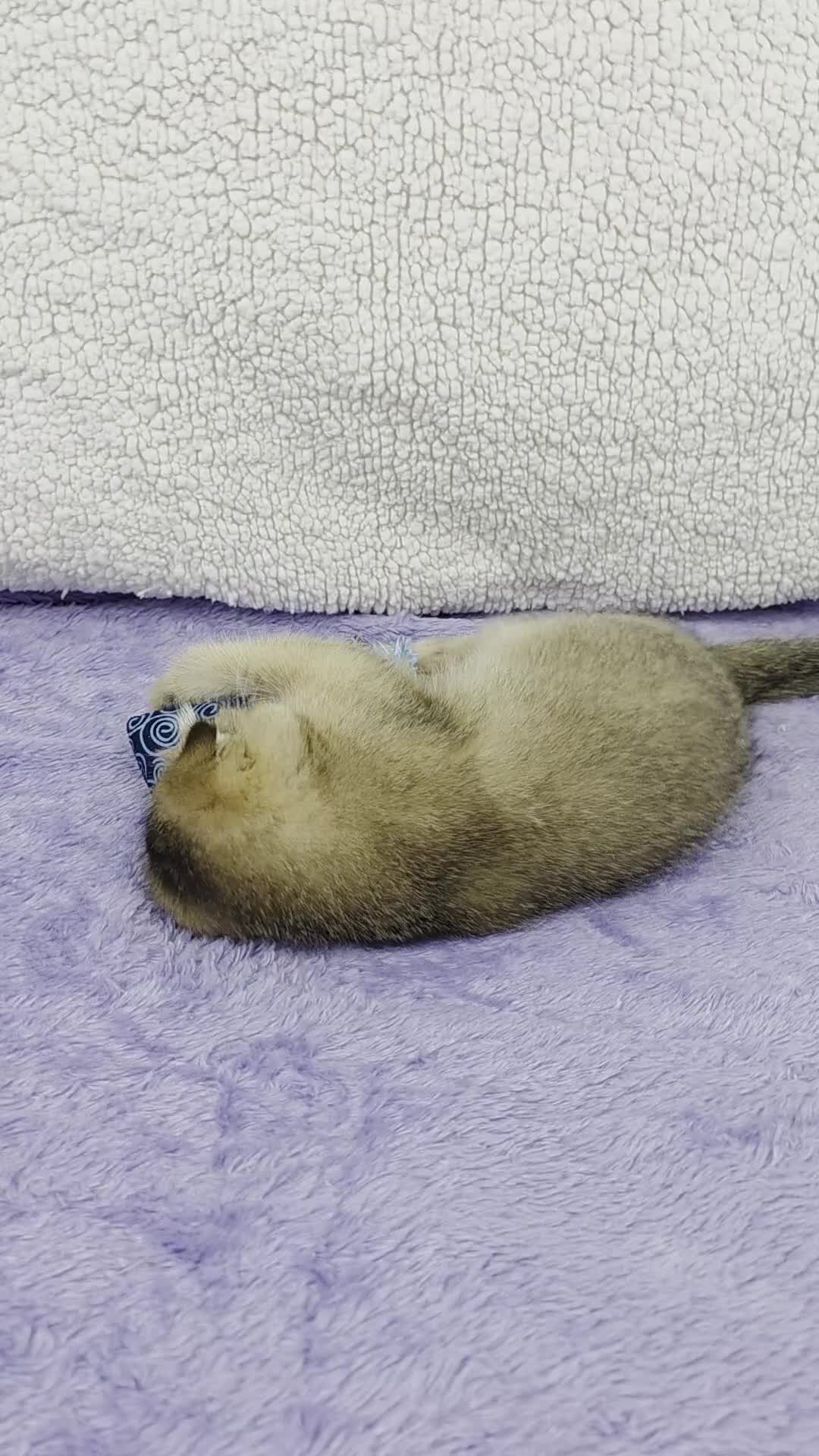 Scottish Fold cats for sale: STUNNING TICA REGISTERED SCOTTISH BABIES  - Video 3