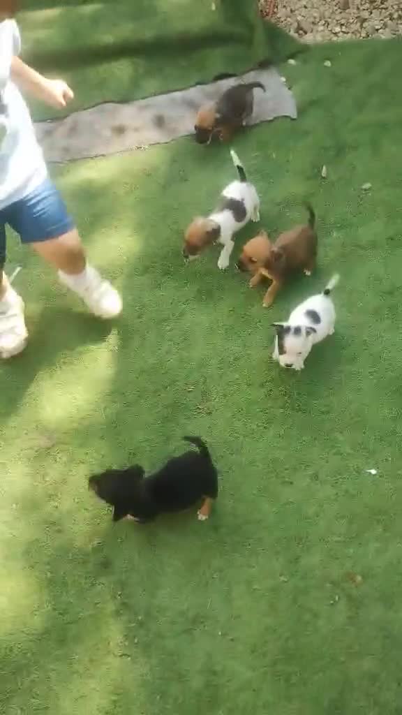 Jack Russell dogs for sale: Tradisional Jack russles  - Video 1