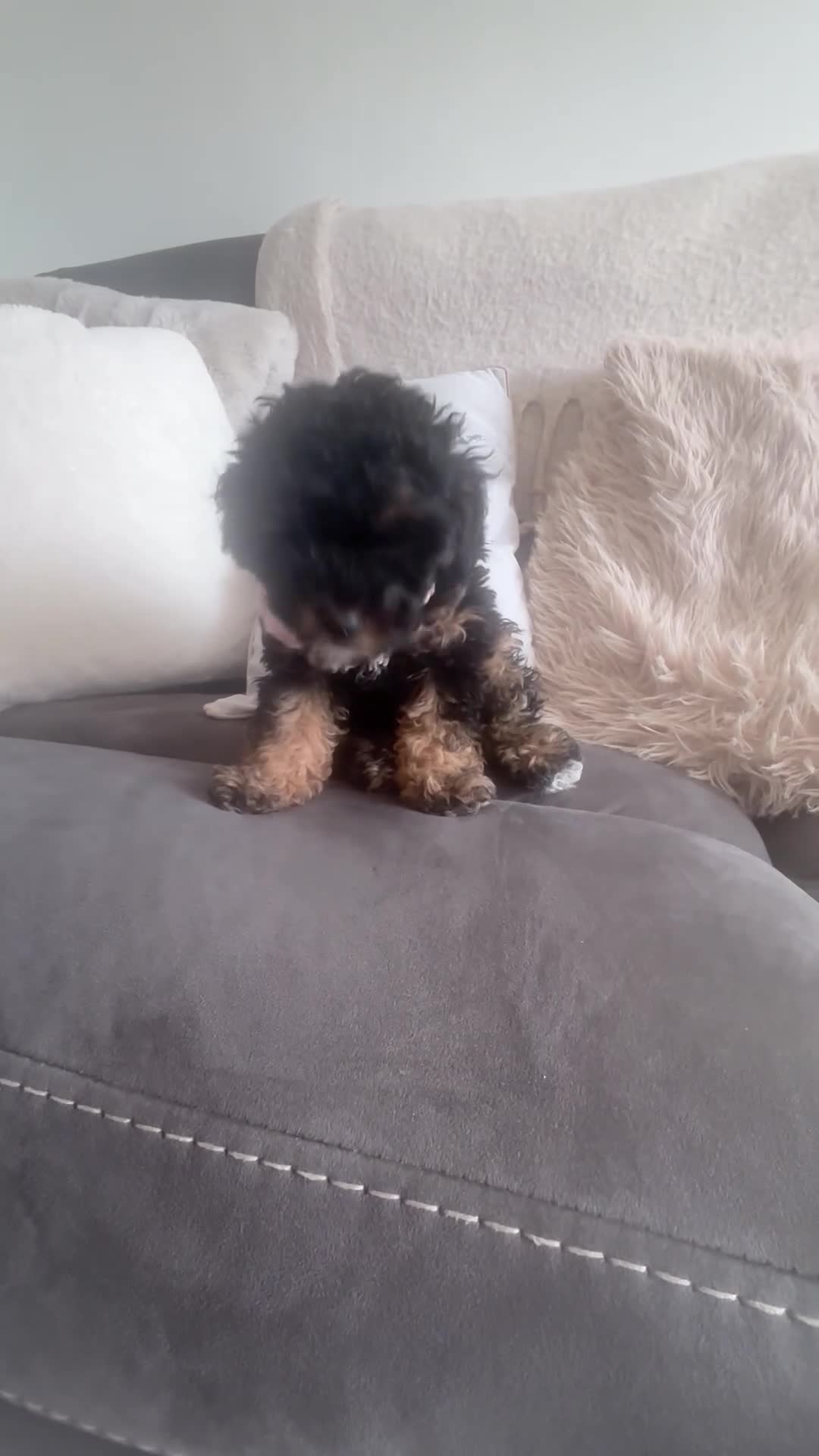 Toy Poodle dogs for sale: Lovely toy poodle puppy - Video 1
