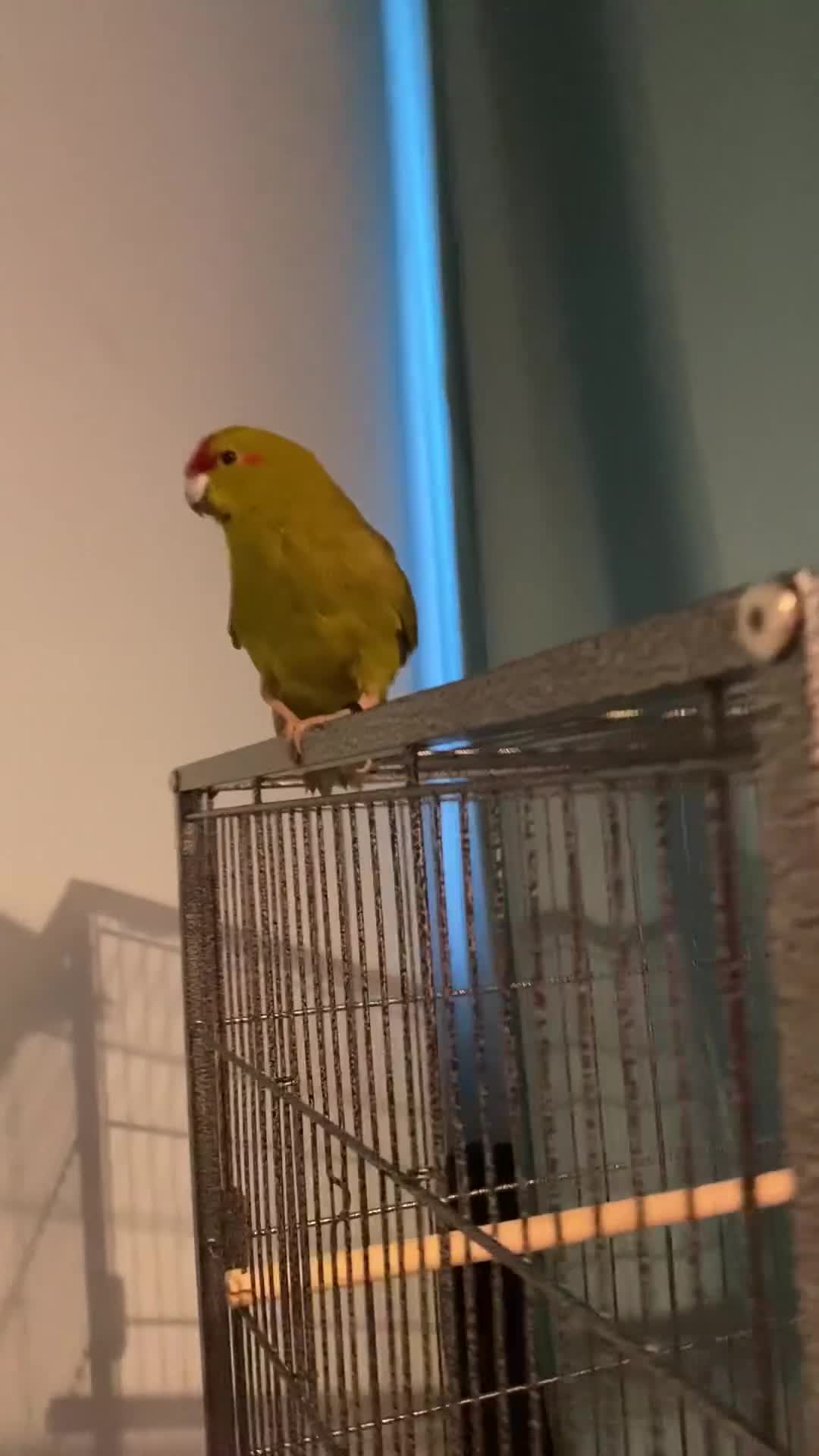 Parakeets birds for sale: Green and red parakeet - Video 1