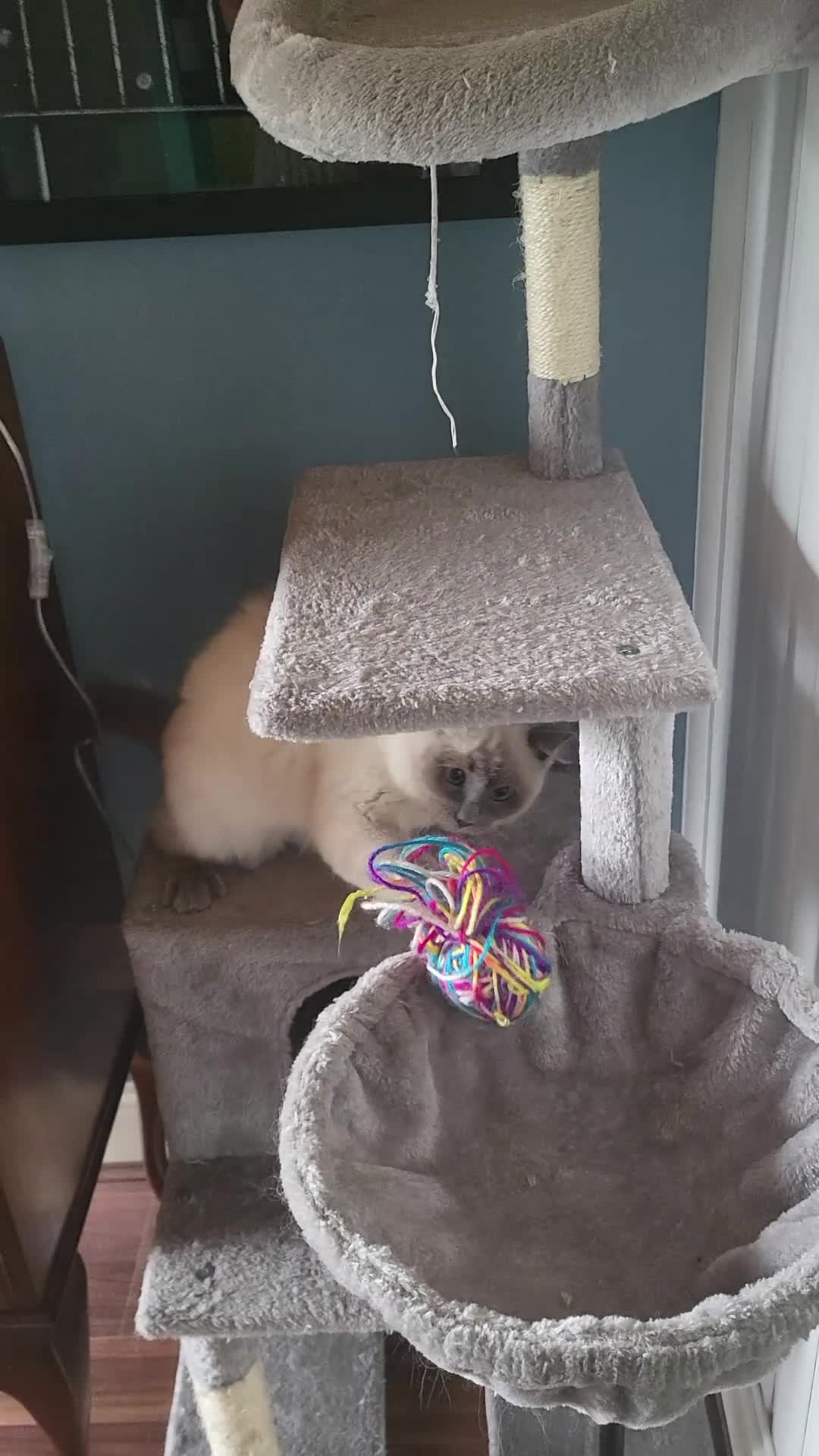 Ragdoll cats for sale: Beautiful 5-Month-Old Female Kitten – Ragdoll - Video 1