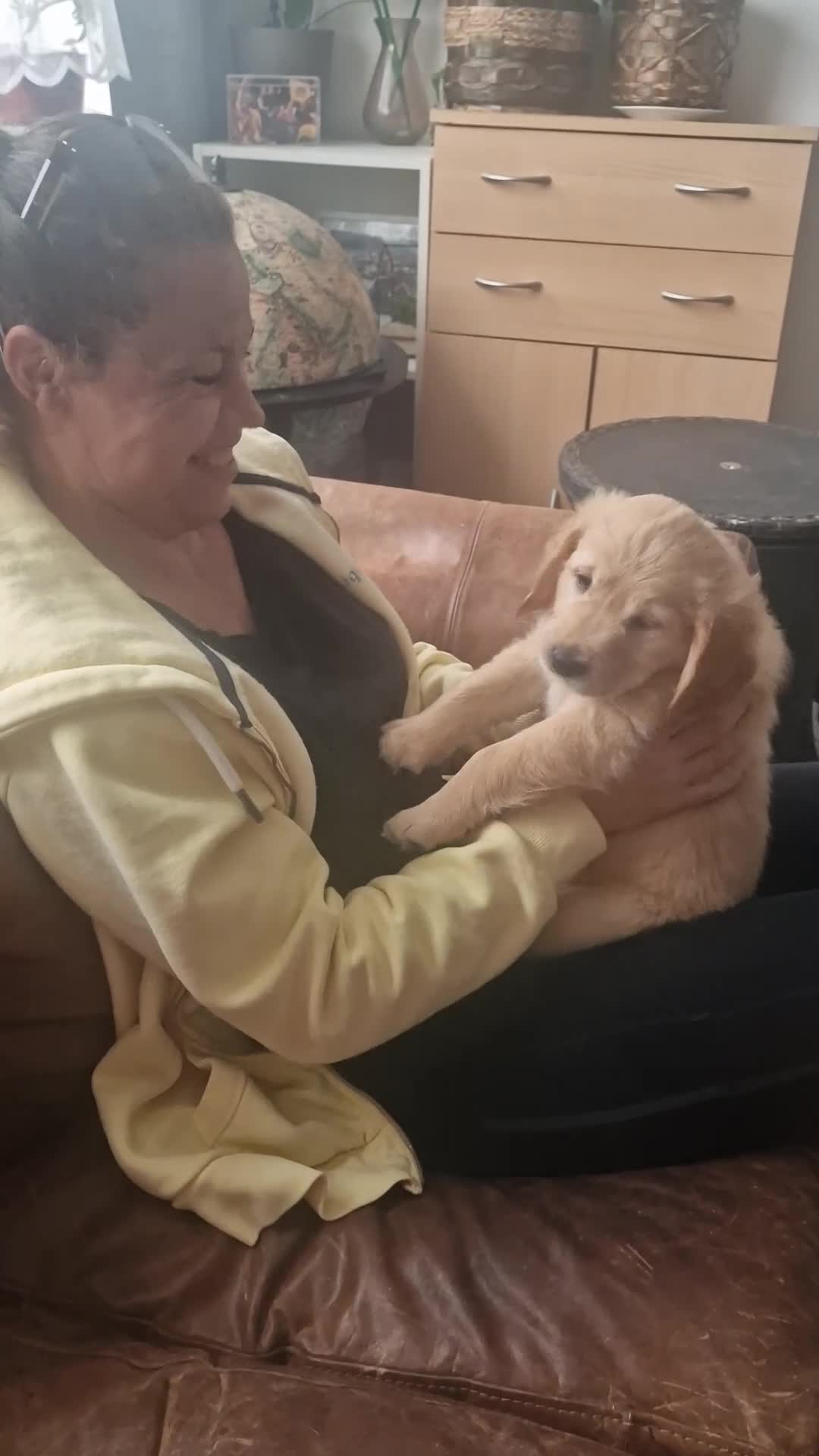 Golden Retriever dogs for sale: 🦮 two beautiful boys available  ❤️❤️ in Aberystwyth - Video 1