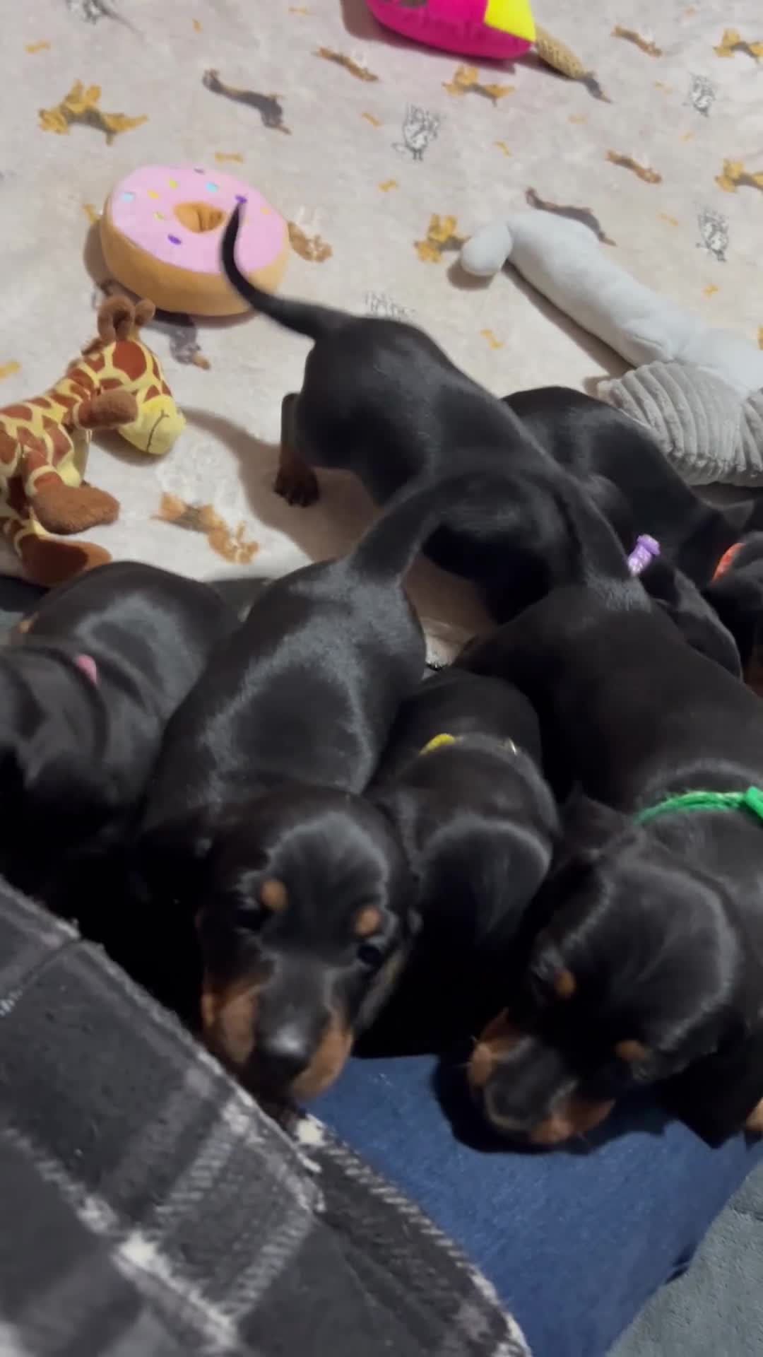 Dachshund dogs for sale: Black tan dachshund puppies  - Video 1