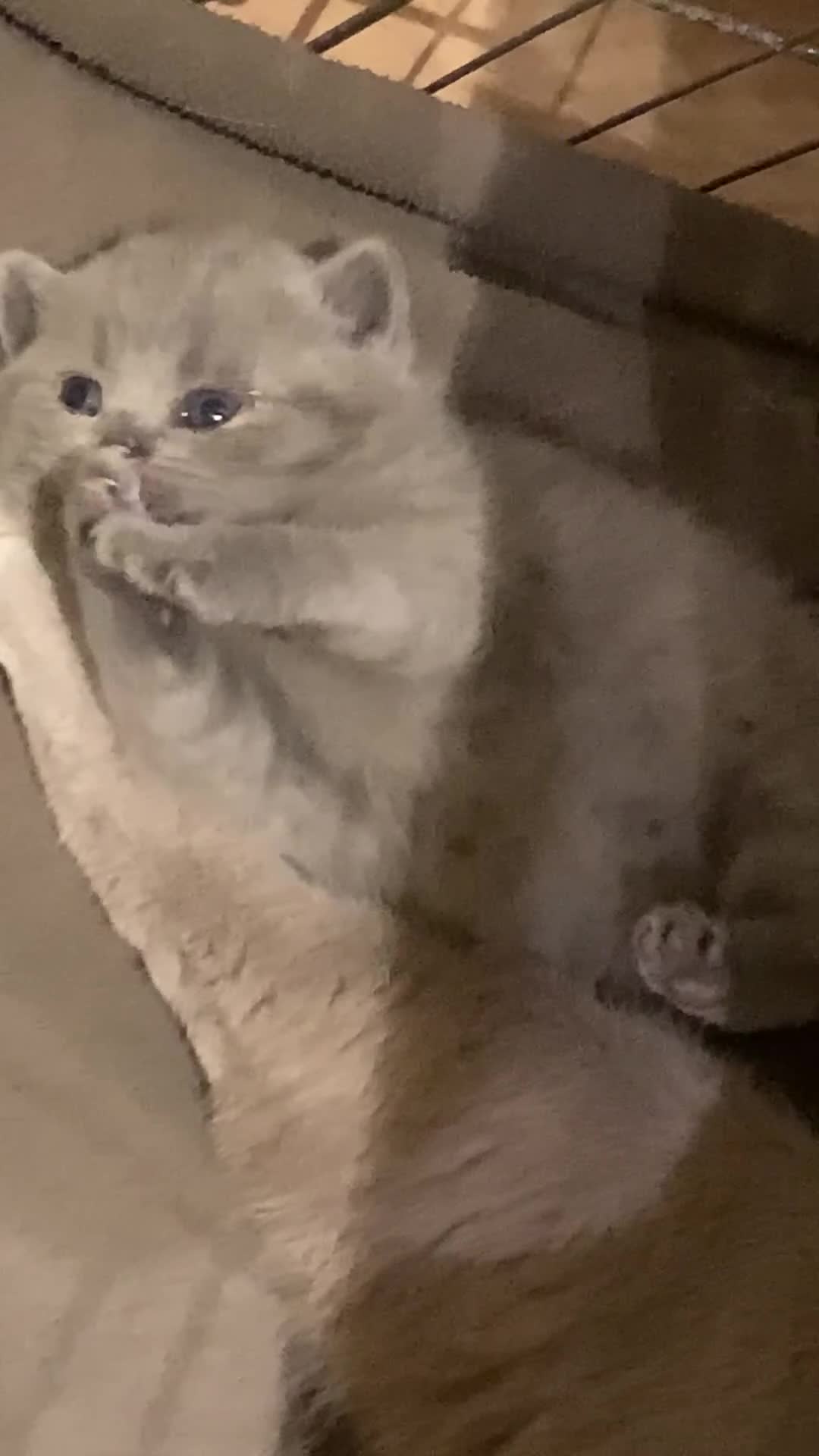 British Shorthair cats for sale: 1 Boy Left-GCCF Pedigr Pure Blue British Shorthair - Video 1