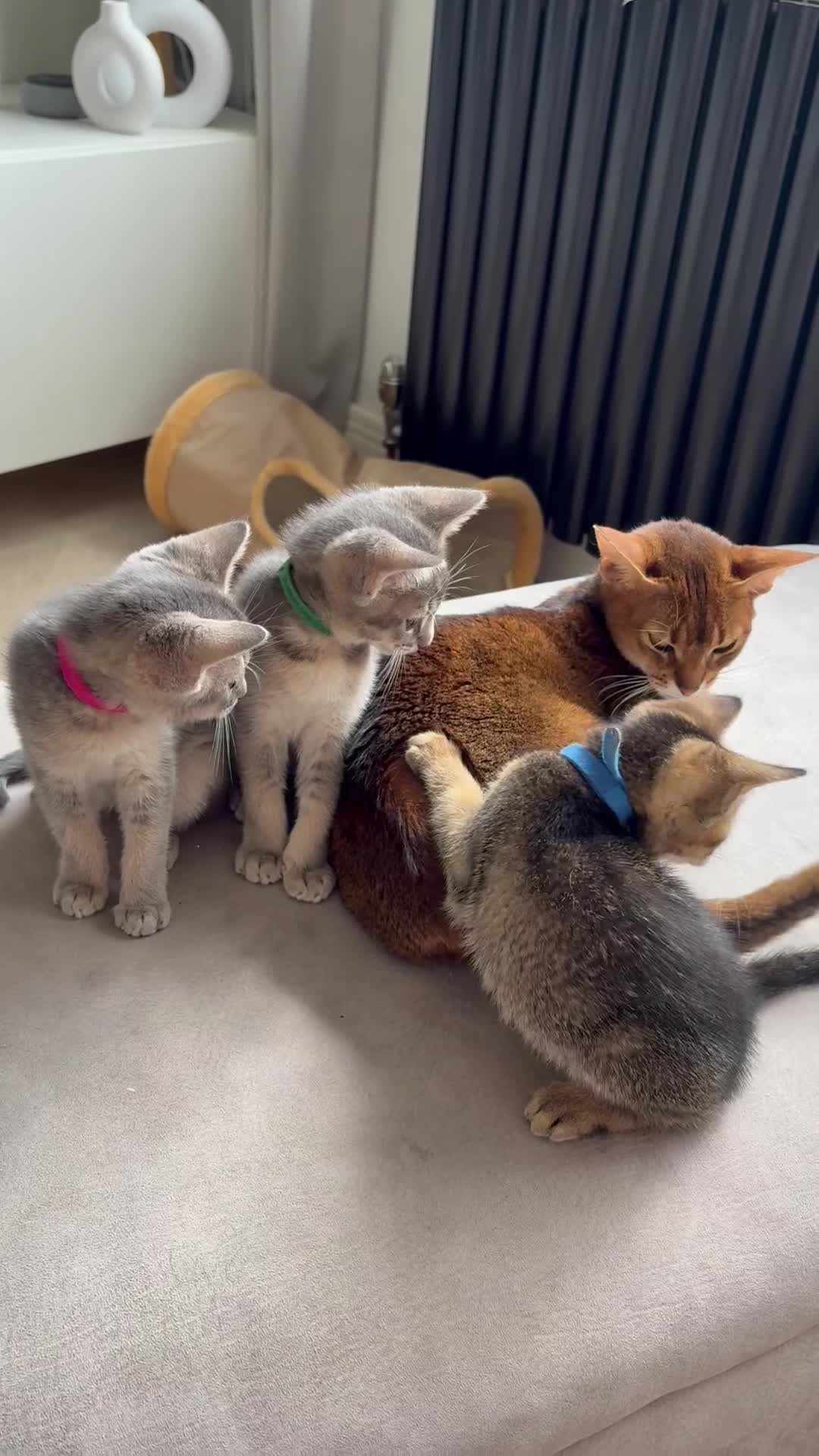 Mixed Breed cats for sale: Exceptional Abyssinian Cross Girl  - Video 2