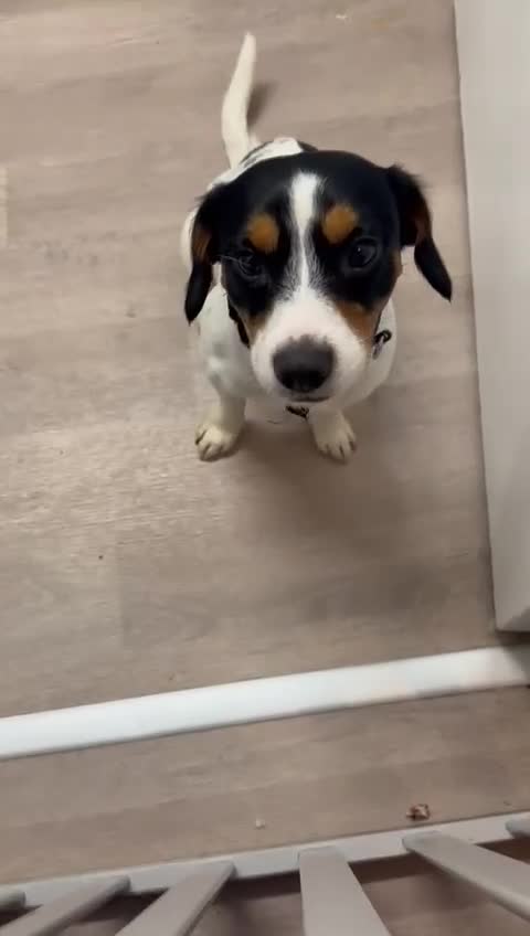 Mixed Breed dogs for sale: West highland terrier cross danishSwedish farm dog - Video 2