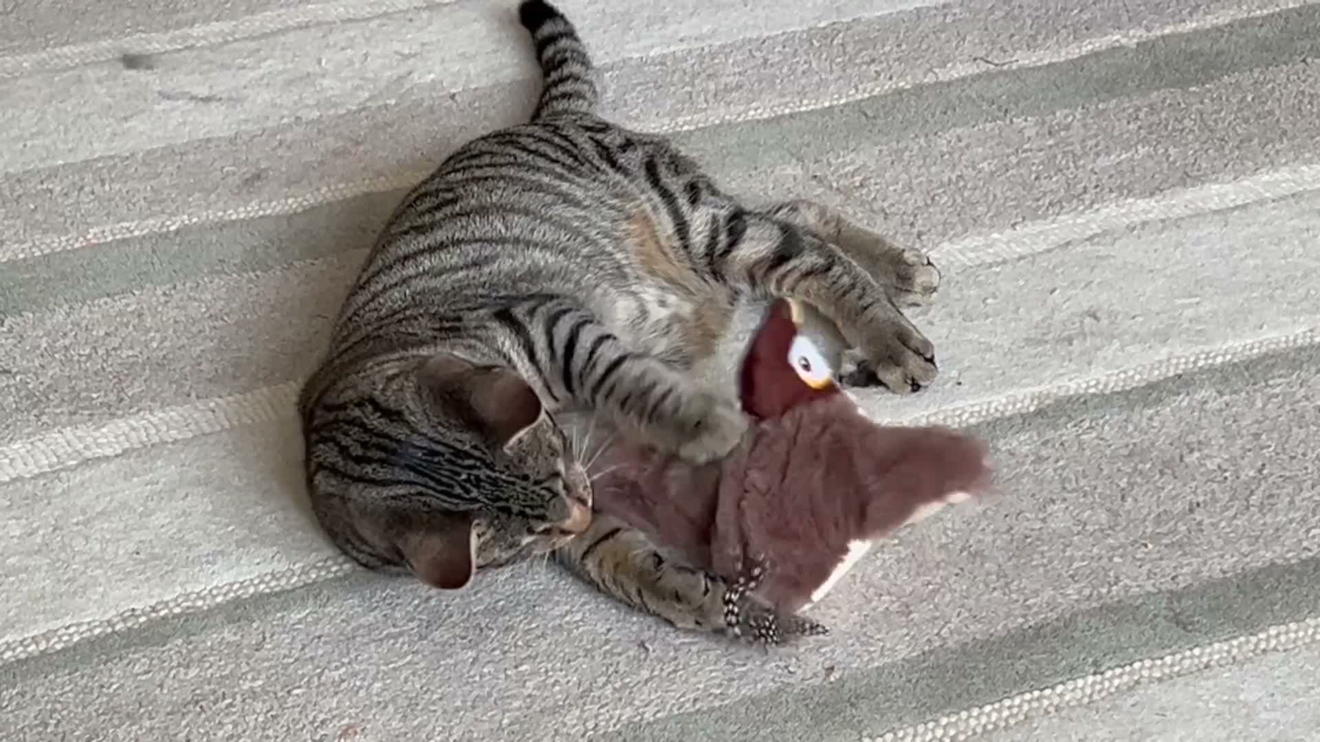 Mixed Breed cats for sale:  Bengal Ragdoll Cross Male Kitten  in Bridlington - Video 3