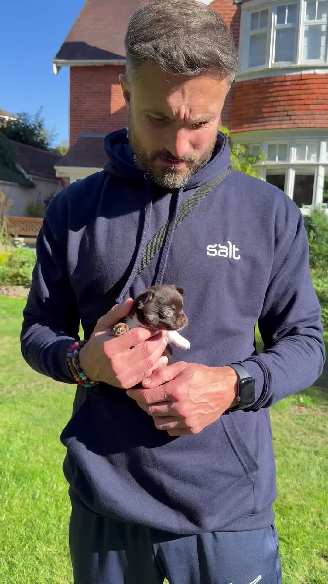 Chihuahua dogs for sale: Chihuahua Boys Short Haired  - Video 3