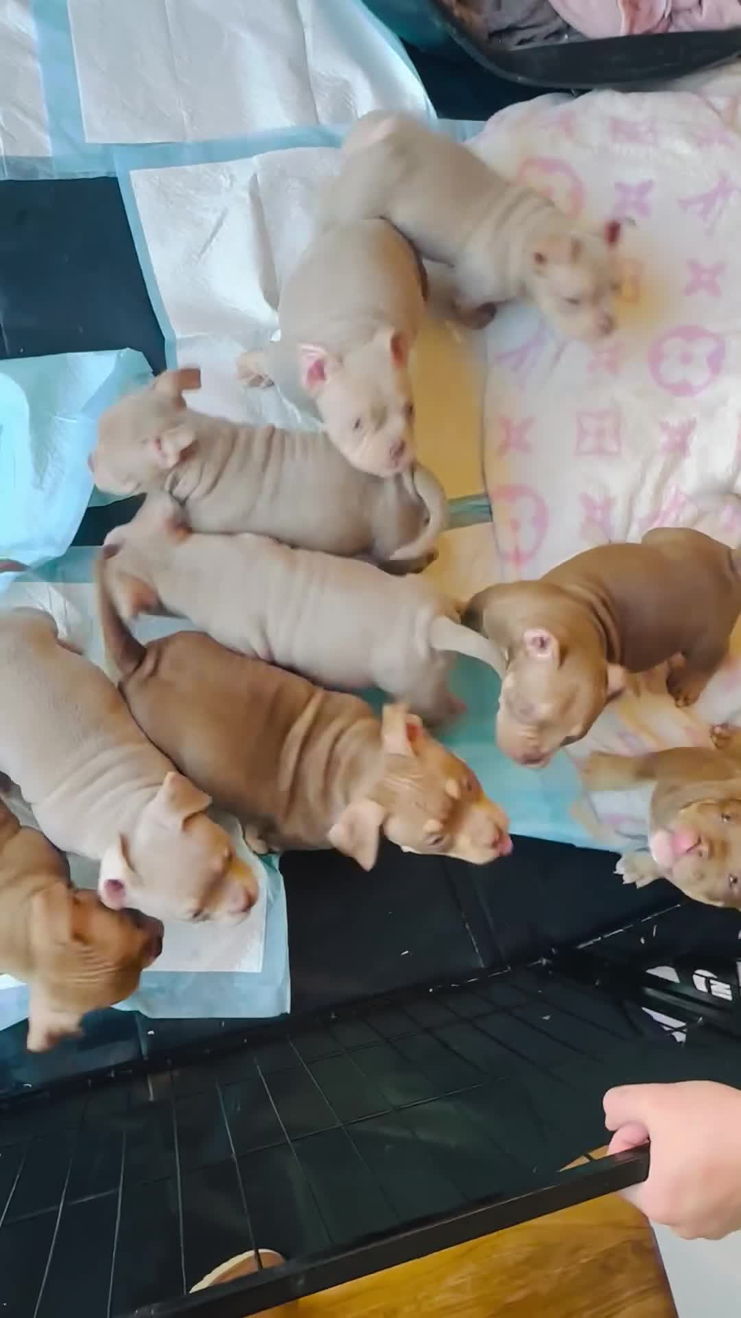 American Bully dogs for sale: MICRO POCKET BULLYS 3 GIRLS LEFT (PRICE VARIES) - Video 1