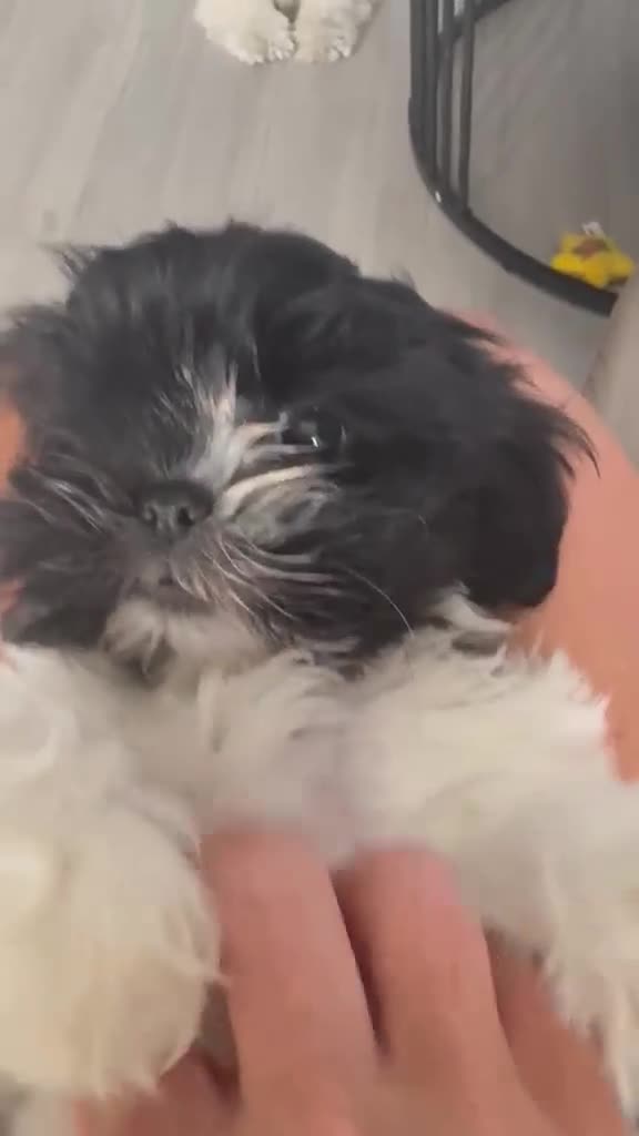 Shih Tzu dogs for sale: Last Female Shih Tzu Puppy Available Now - Video 1