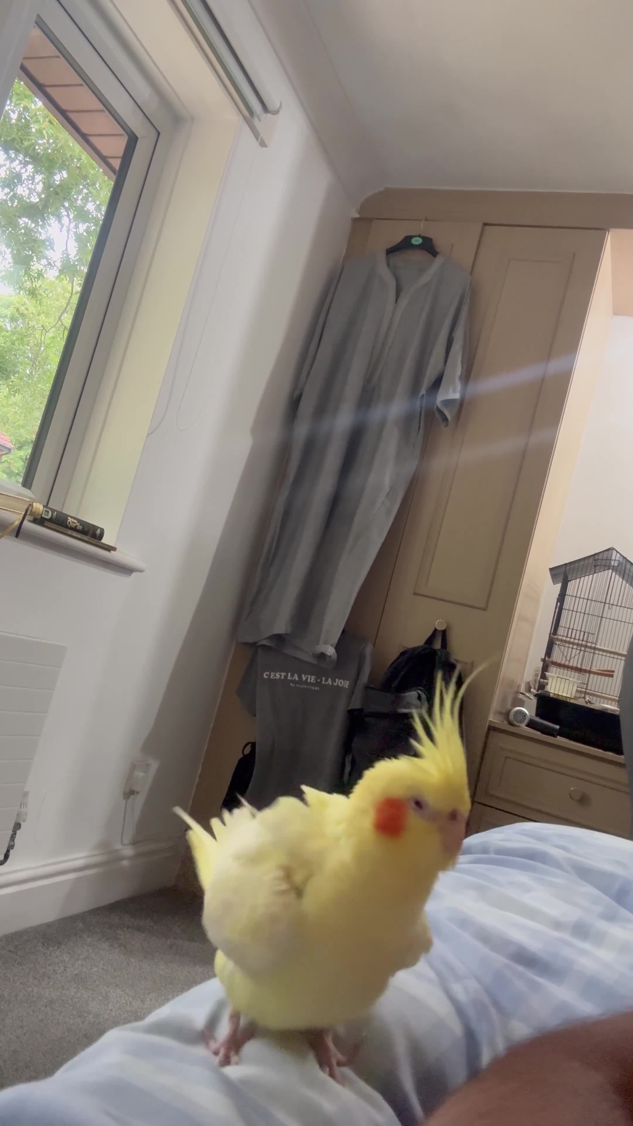 Cockatiels birds for sale: Beautiful Playful Yellow Cockatiel  - Video 1