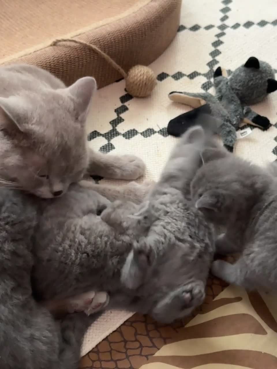 British Shorthair cats for sale: 🐾 British Shorthair × Scottish Straight Kittens - Video 2