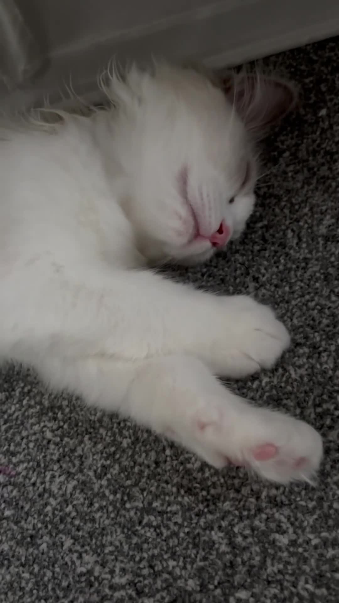 Ragdoll cats for sale: Blue bicolour ragdoll boy - Video 2