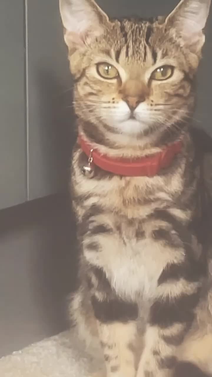 Mixed Breed cats for sale: ✨️4 Beautiful kittens 5 weeks old🐈🐈‍⬛️😻 in Chorley - Video 1