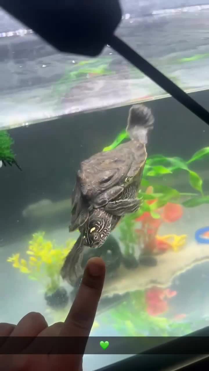 Turtle reptiles for sale: Beautiful Turtle - Video 5