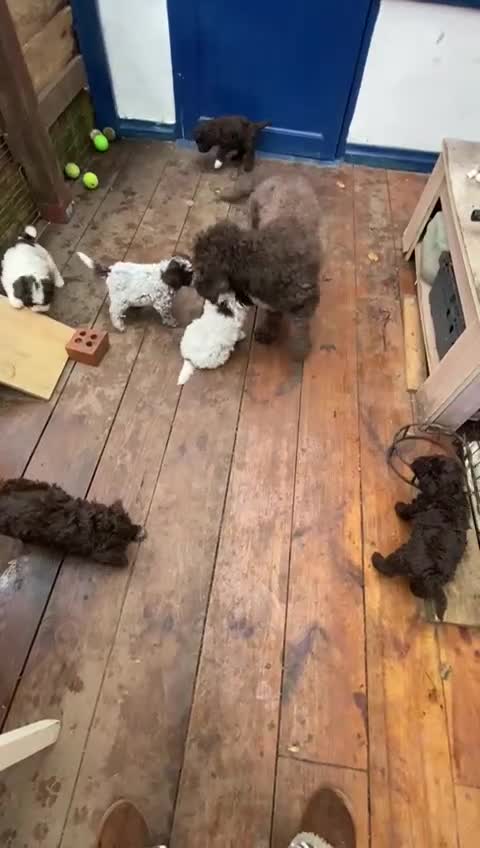 Lagotto Romagnolo dogs for sale: Three wonderful Lagotto pups available now - Video 1