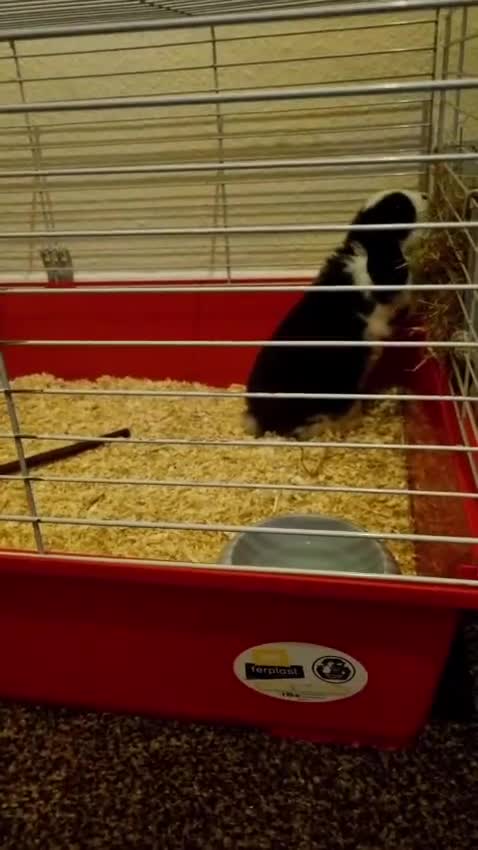 Mini Lop rabbits for sale: Mini lops in Leicester - Video 1