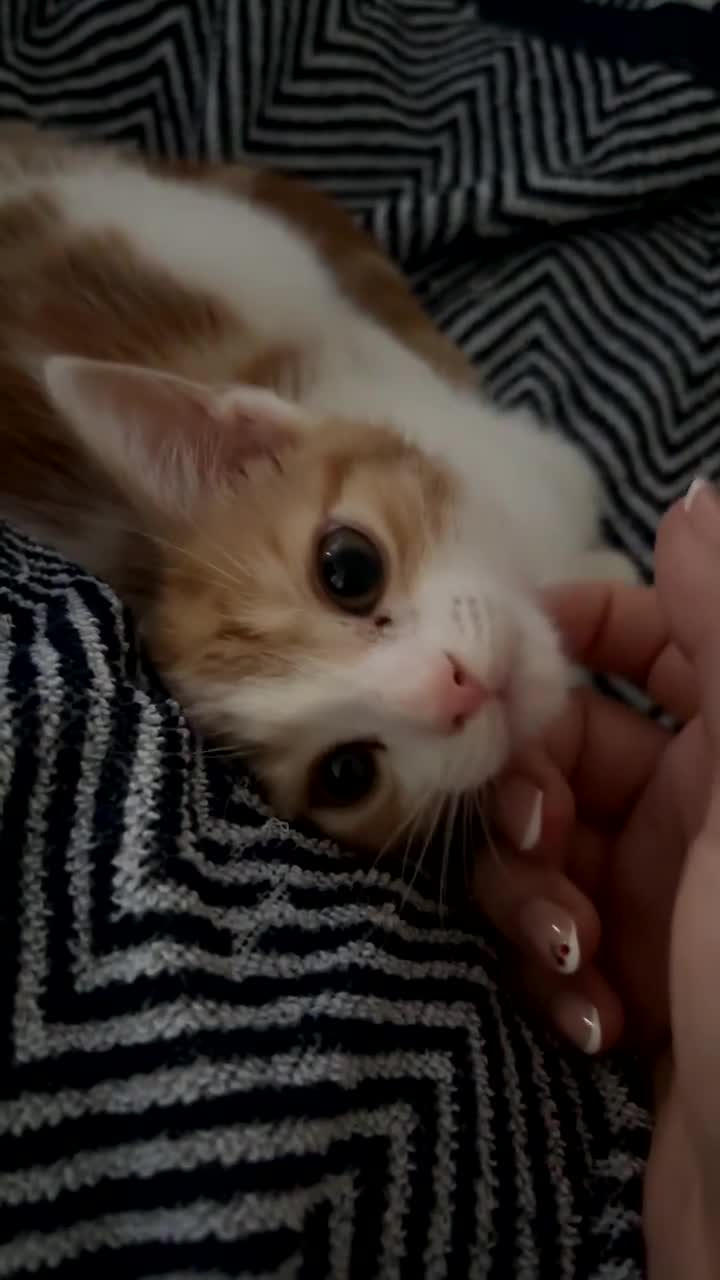 Domestic Shorthair cats for sale: Cookie the kitten  - Video 1