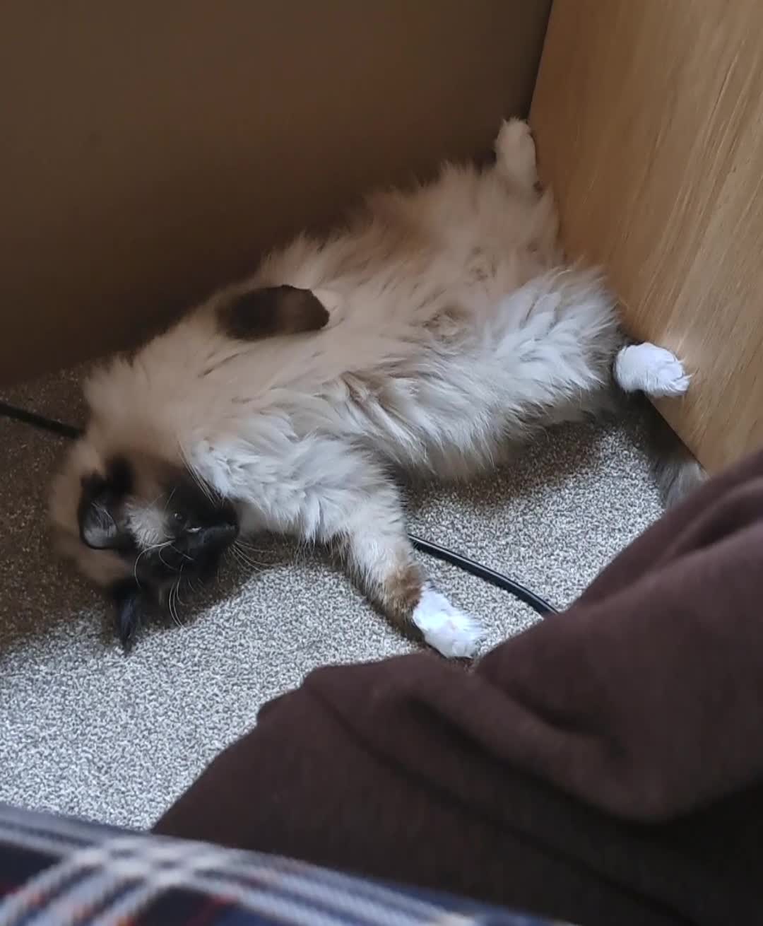 Ragdoll cats for sale: Ragdoll with Starter Kit - Video 1