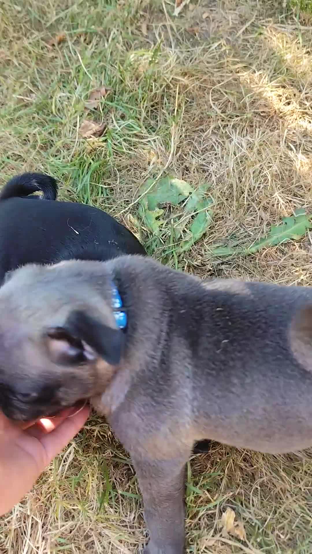 Pug dogs for sale: Pug puppies for sale - Video 1