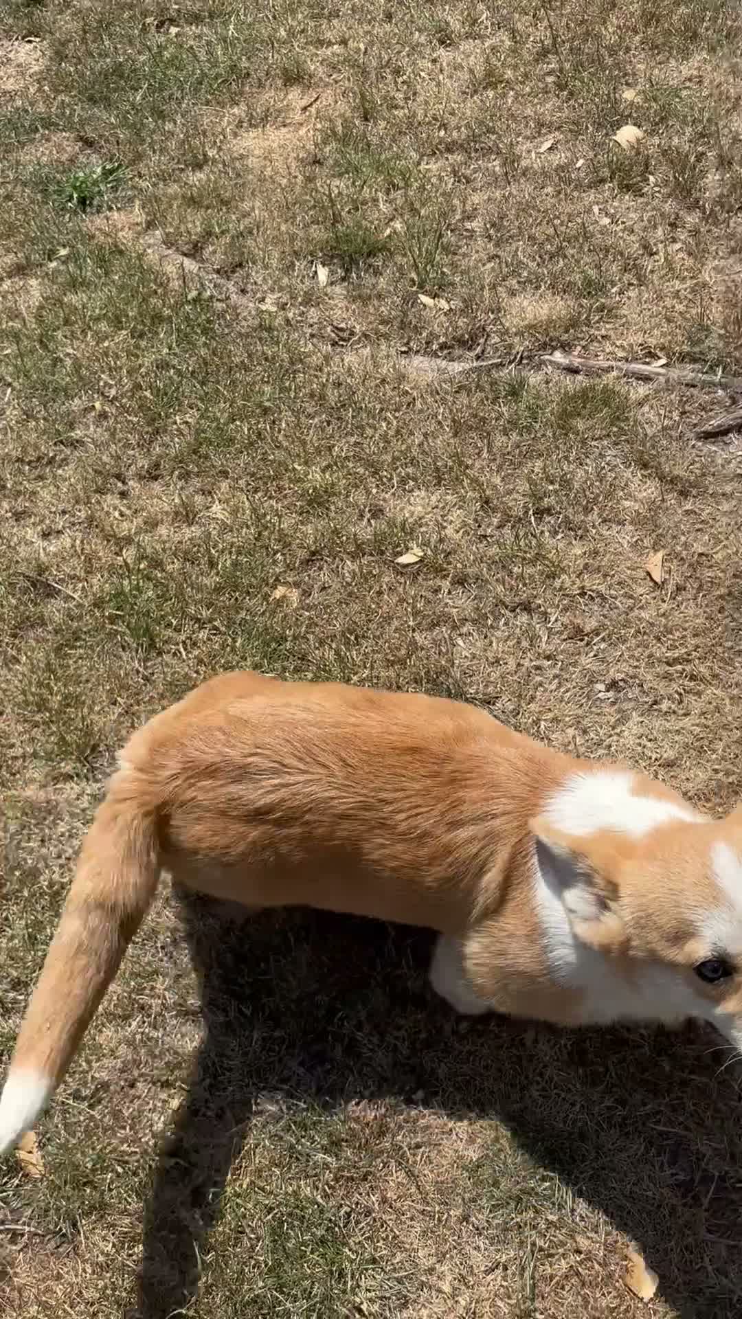 Welsh Corgi Pembroke dogs for sale: This is Saul, KC Reg, DNA Tested parents  - Video 2