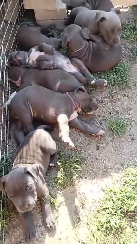 Staffordshire Bull Terrier dogs for sale: Staffordshire Bull Terrier  in Wolverhampton - Video 1
