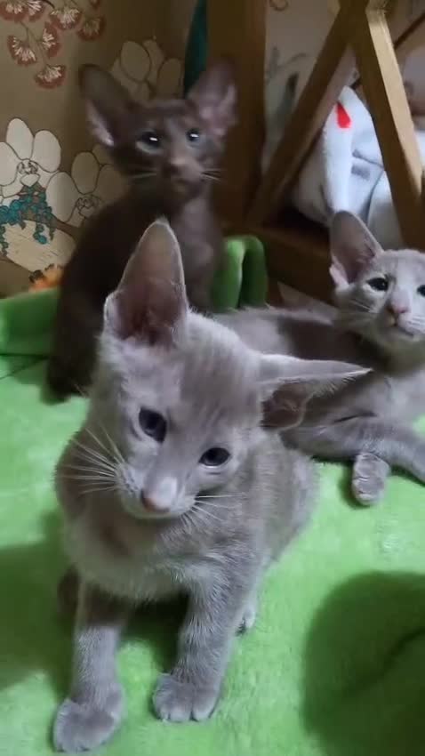 Oriental cats for sale: 7 GCCF Oriental & Siamese Kittens - Video 1