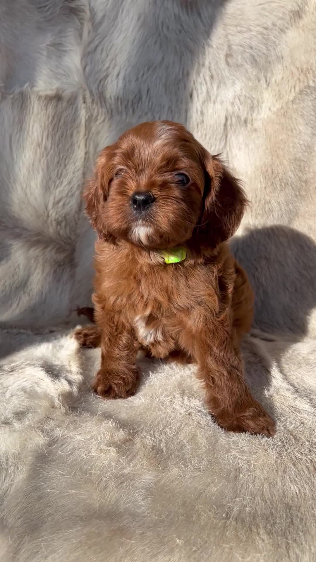 Cavapoo dogs for sale: 5 ⭐️ LICENSED BREEDER HEALTH TESTED F1 CAVAPOOS - Video 1