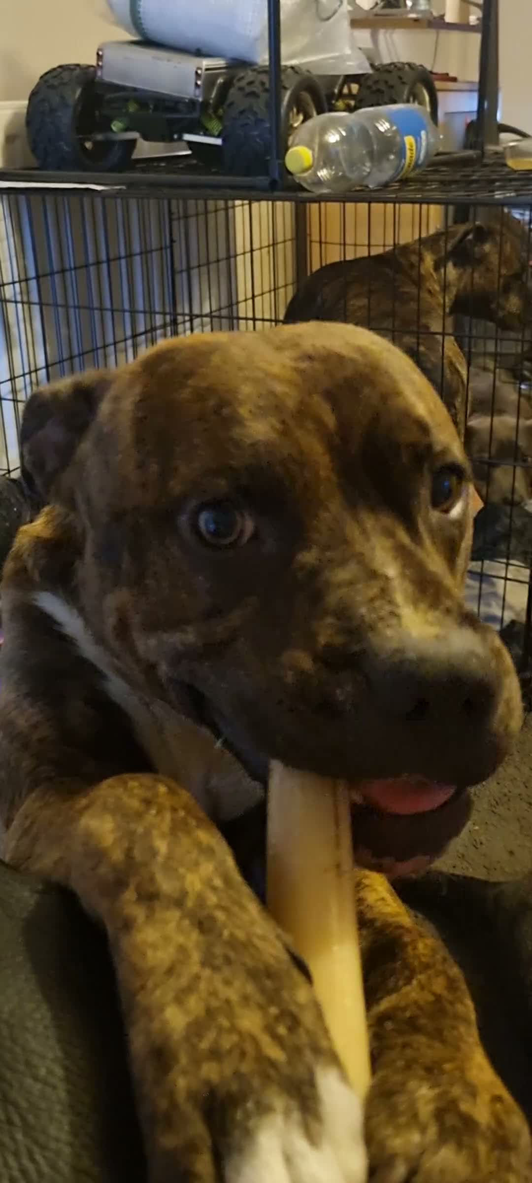 Mixed Breed dogs for sale: Bully Kutta cross Staff - Video 2
