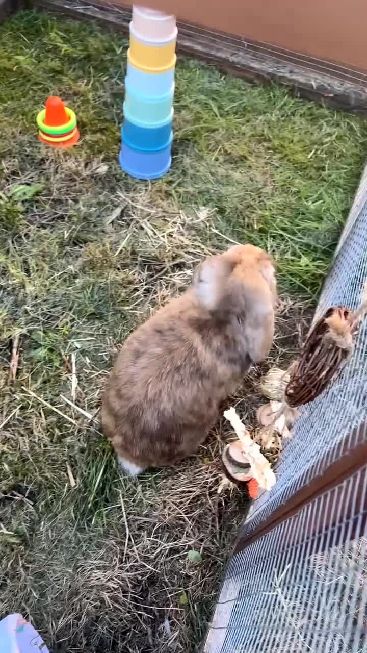 Mini Lop rabbits for sale: Male mini lop  - Video 2