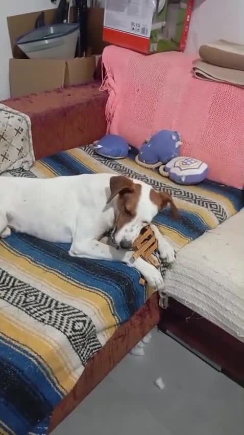 Mixed Breed dogs for adoption: Leo’s  just a young dog  🐶🐾 - Video 3