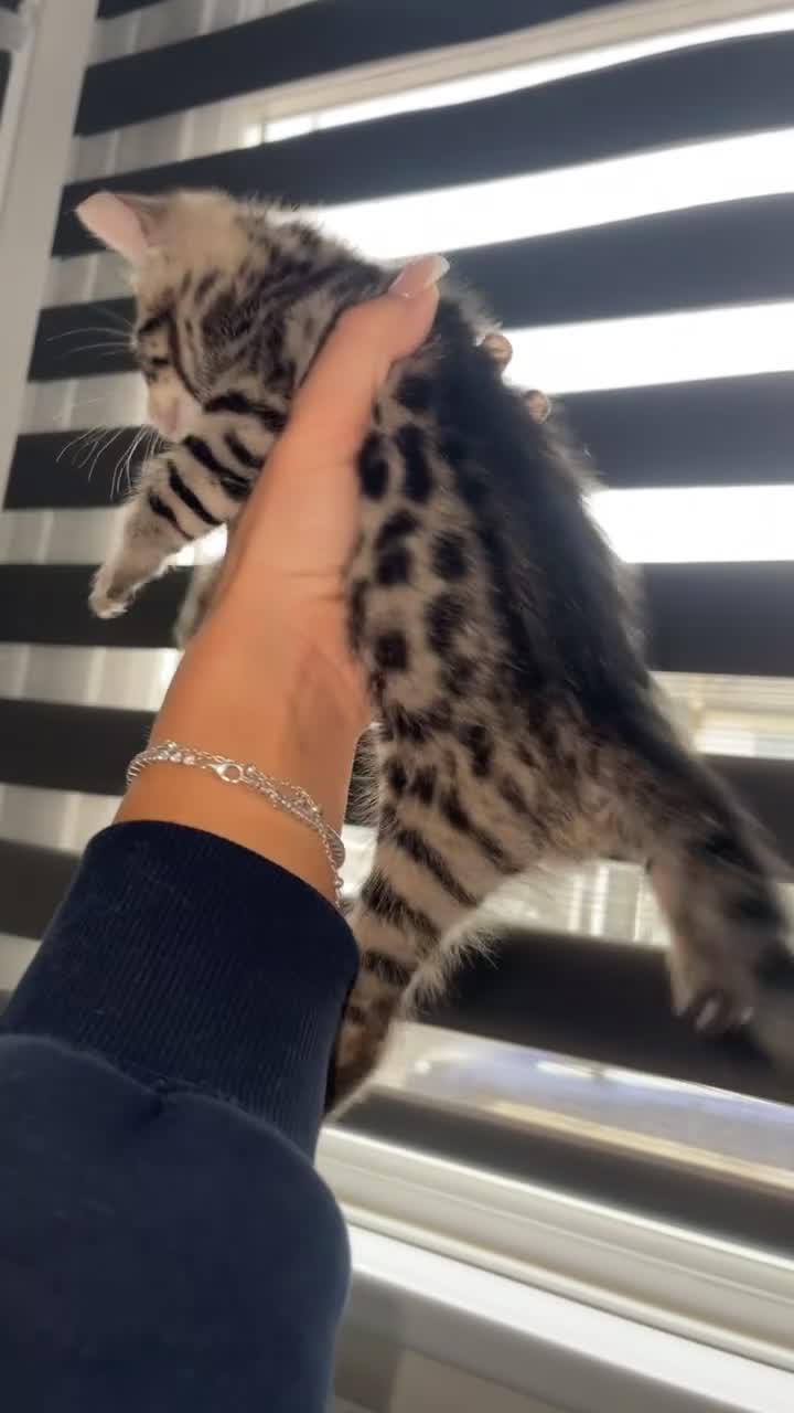 Mixed Breed cats for sale: Half bengal kittens - Video 2
