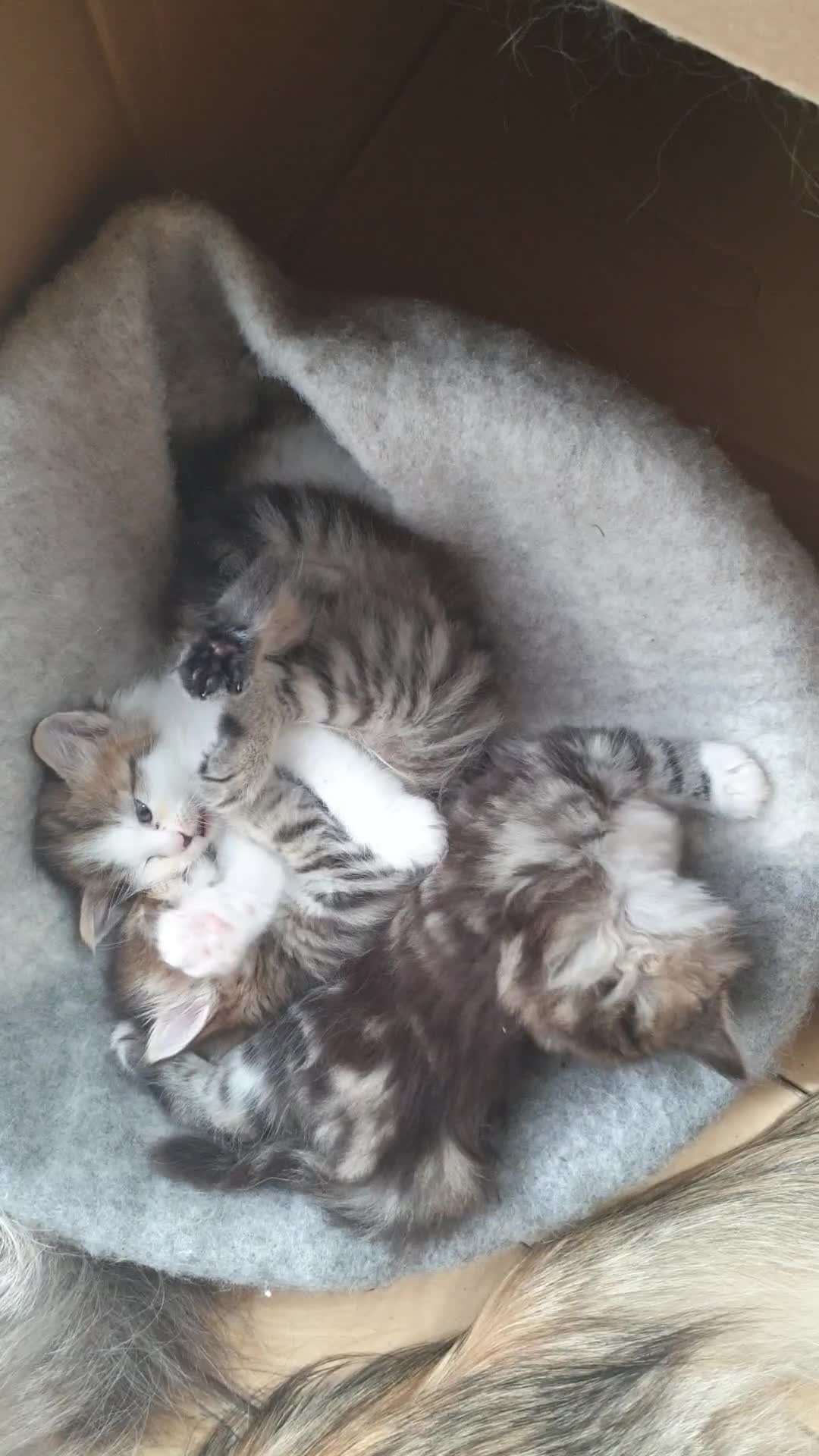 Siberian cats for sale: Pure gorgeous Siberian Kittens, Hypoallergenic - Video 1