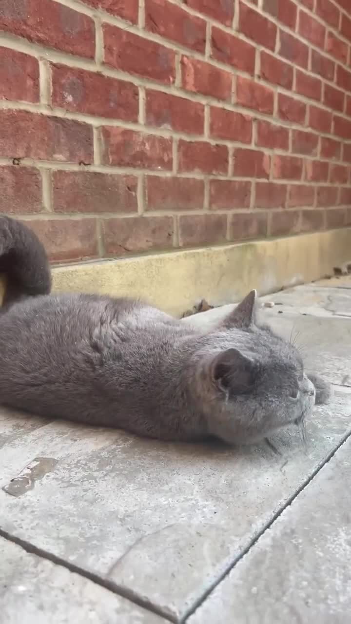 British Shorthair cats for sale: Active GCCF REGISTERED QUEEN💞 - Video 1