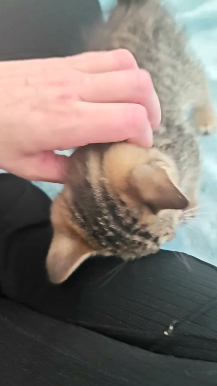 Mixed Breed cats for sale: 8 WEEKS OLD FLUFFY Kittens VIDEOS - Video 3