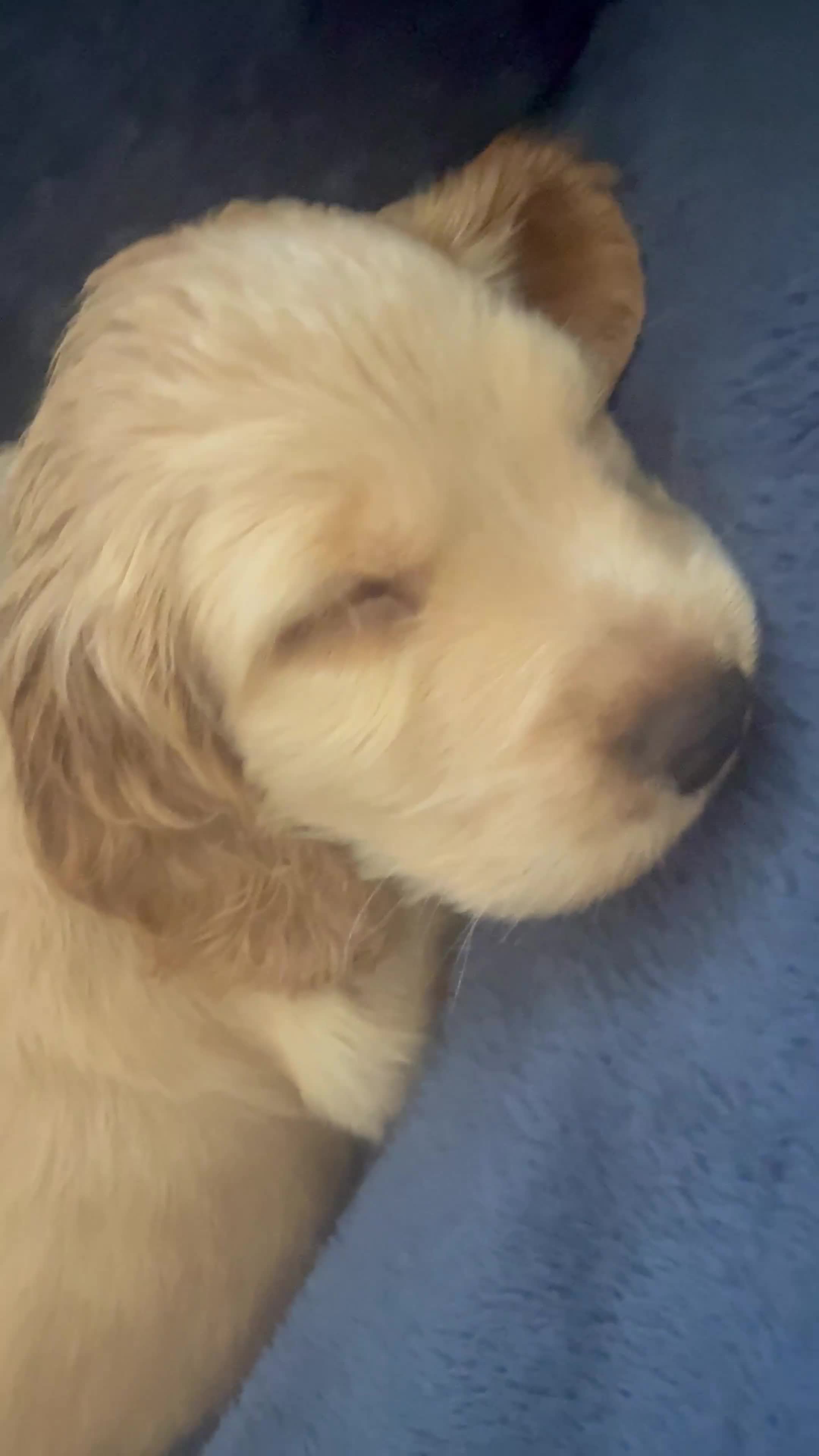 Cocker Spaniel dogs for sale: Last KC Golden Show Cocker Spaniel Boy Puppies - Video 2